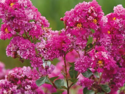 Lagerstroemia Indica Violet D T Boca Plantes Fr