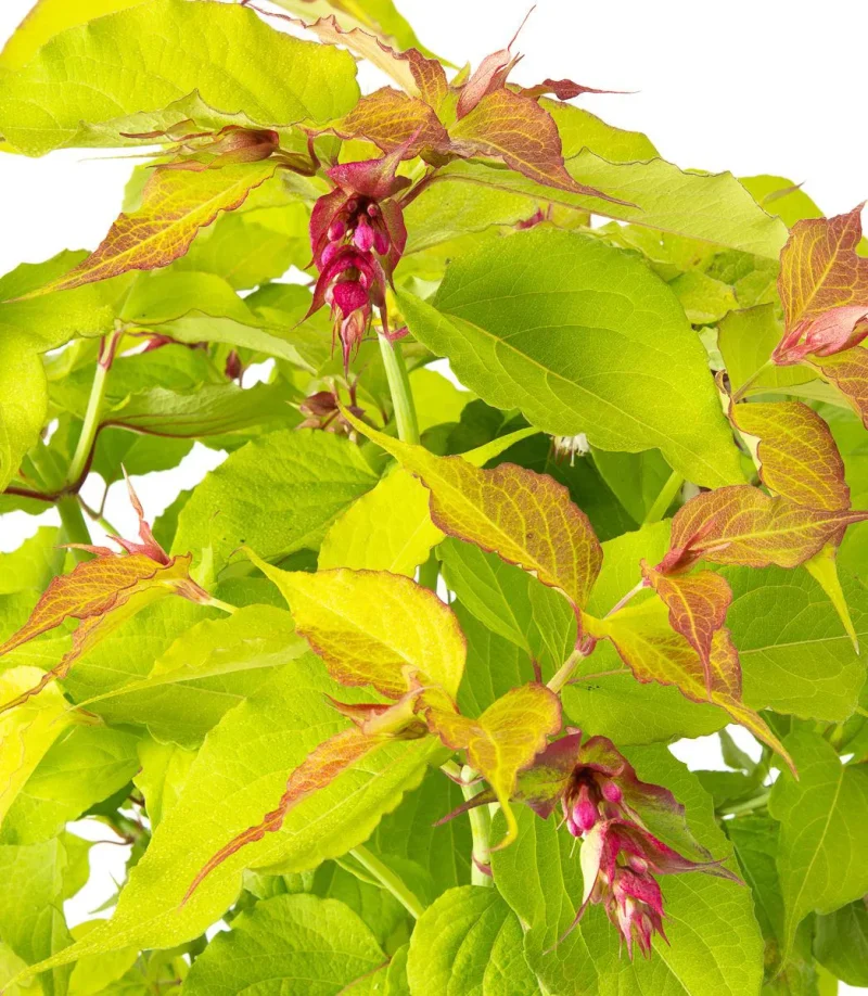 LEYCESTERIA formosa ‘Golden Lanterns’