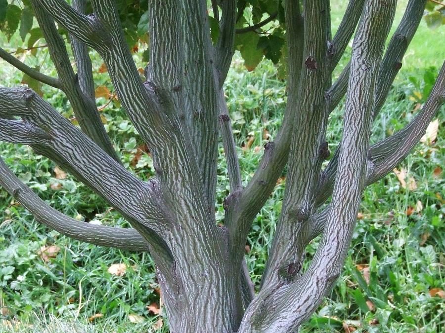 ACER davidii ‘Viper’