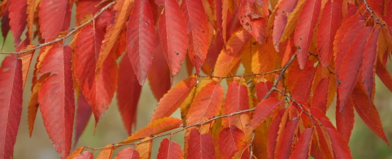 ZELKOVA serrata ‘Green Vase’