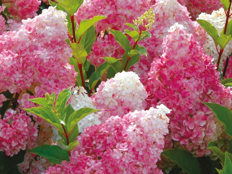 20 Graines D'Hortensia 'Vanilla Fraise' (Hydrangea Paniculata) - Rares, Pour Jardin Ou Pot - Semences Seulement
