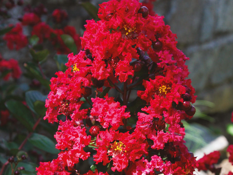 LAGERSTROEMIA indica ‘Dynamite’ - boca-plantes.fr