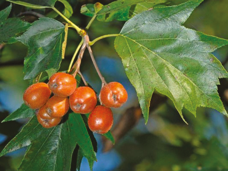 SORBUS torminalis