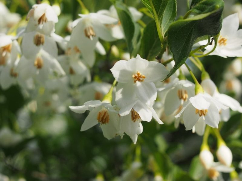 STYRAX japonica