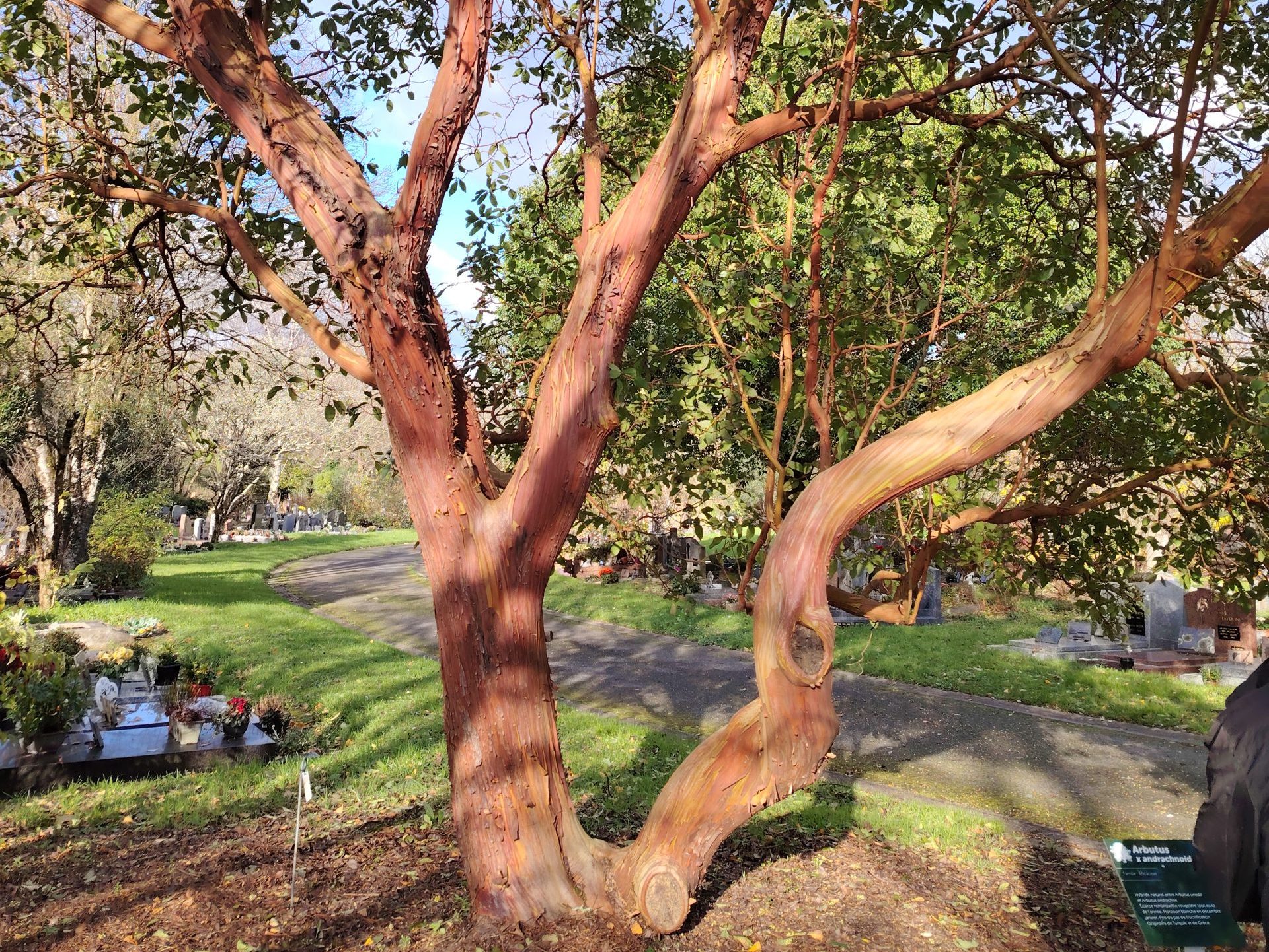 Arbre paysager L'Absie en Deux Sèvre près de Bressuire