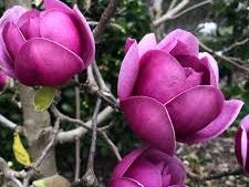 MAGNOLIA ‘Black Tulip®’