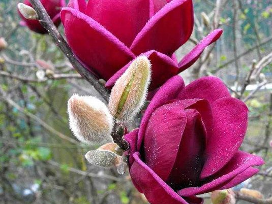 MAGNOLIA x ‘Genie’ ®