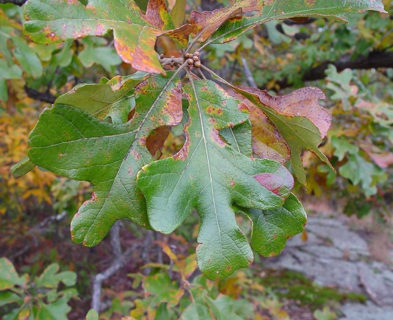 QUERCUS stellata