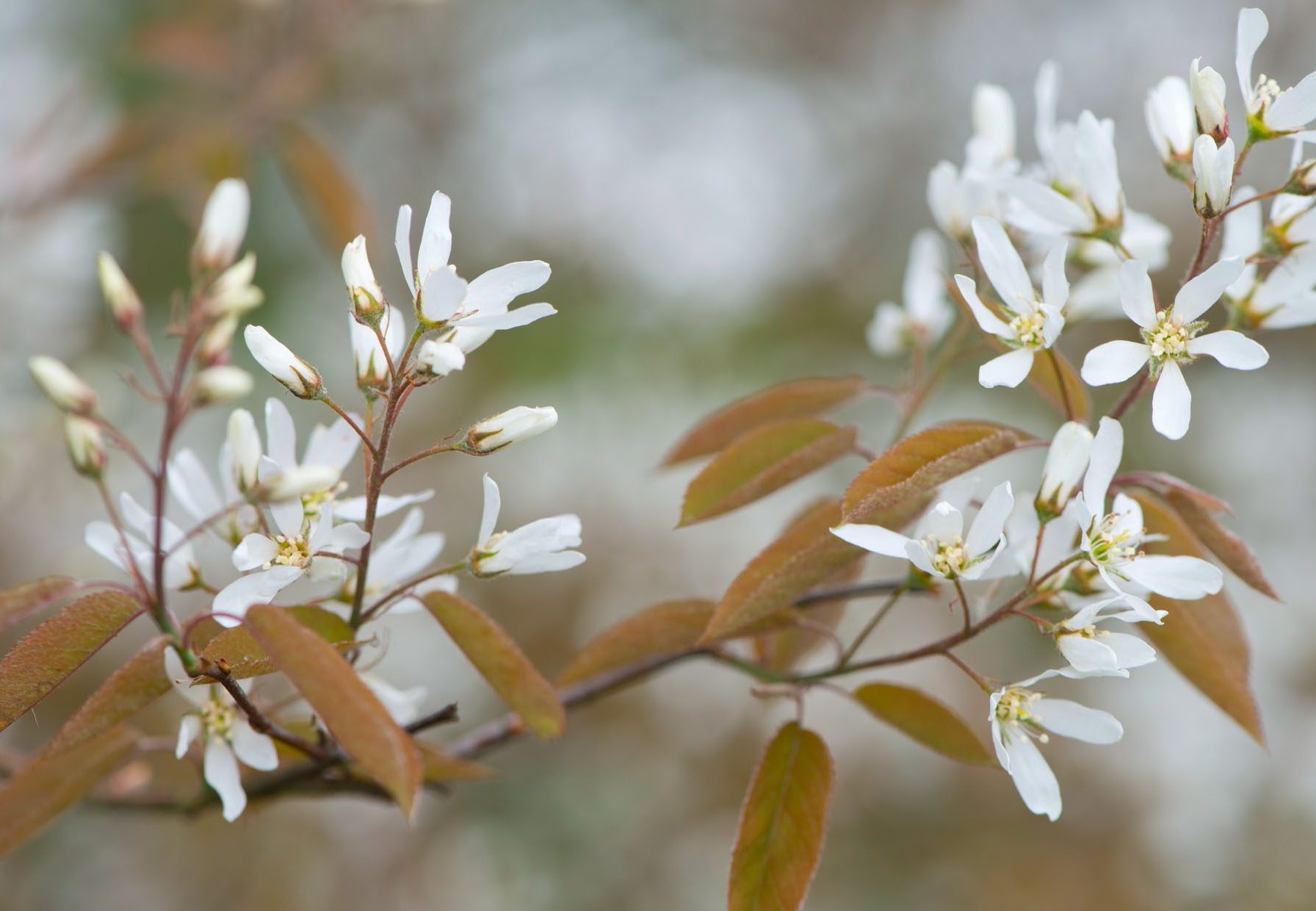 Plantes rares à Boca-plantes près de la Vendée