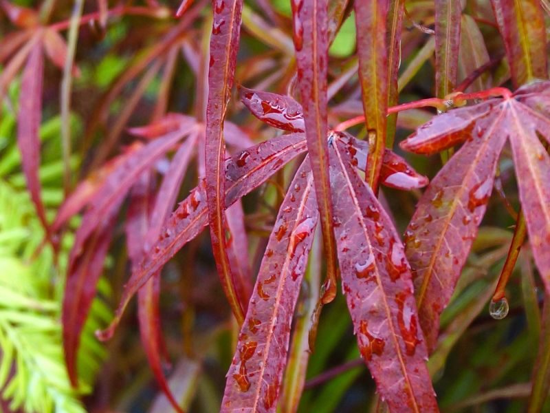 Arbre paysager L'Absie en Deux Sèvre près de Moncoutant sur Sèvre