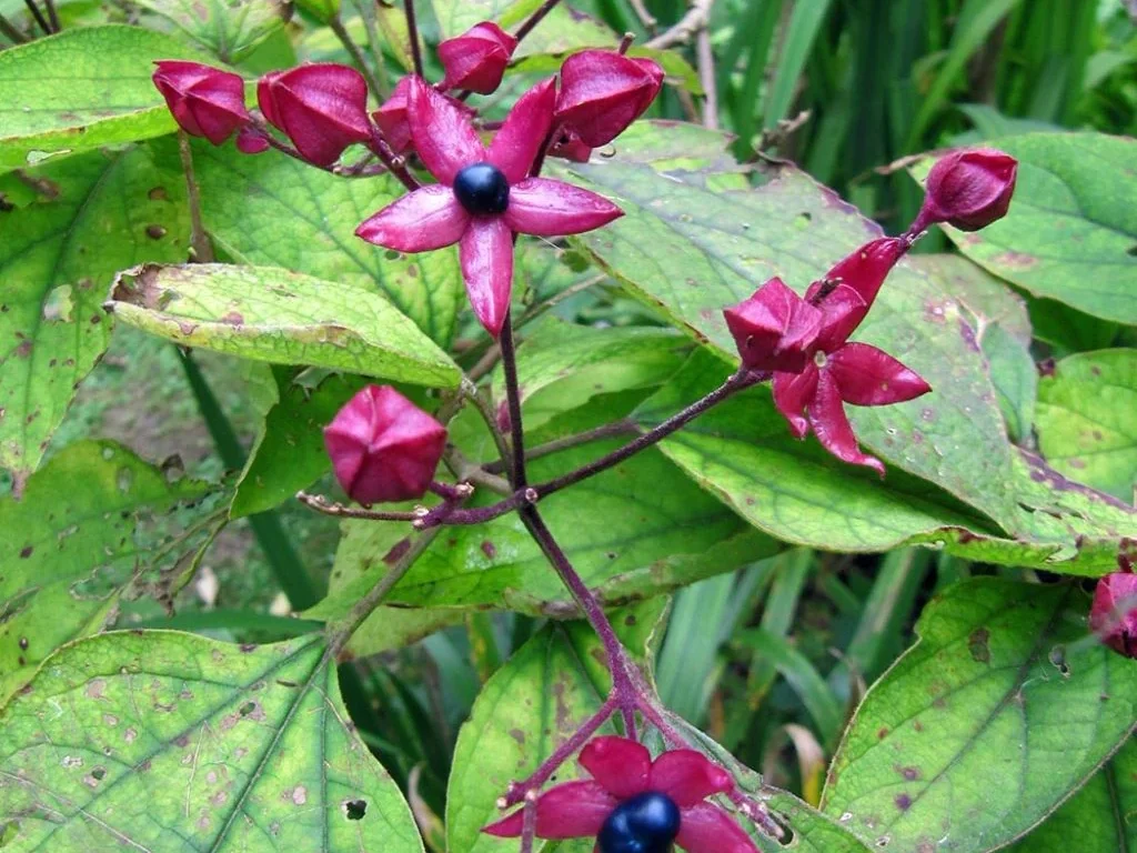 CLERODENDRON trichotonum 'Fargesii'