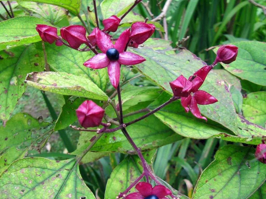 Clerodendrum-trichotomum-Fargesii2