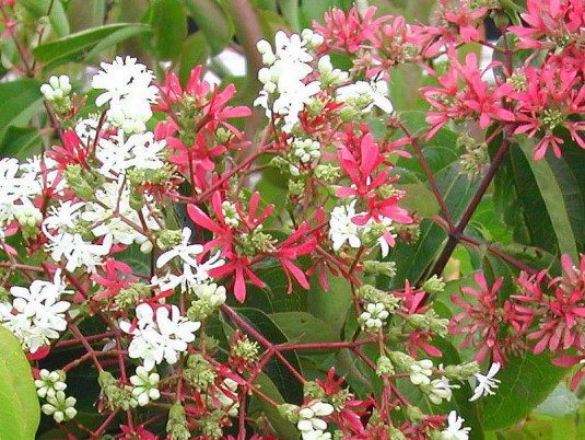 HEPTACODIUM miconioides ‘Tianshan’