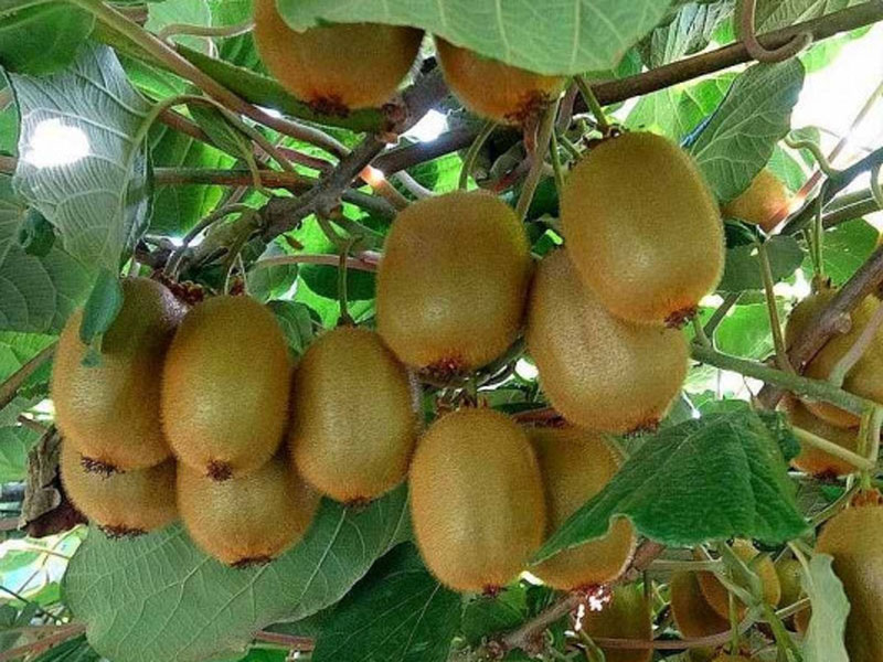 Arbre fruitier à Boca plantes