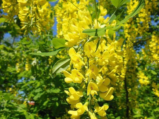 LABURNUM x watereri ‘Vossi’