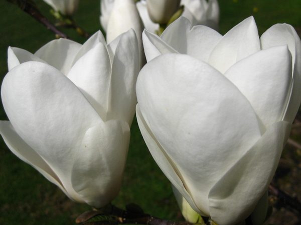 MAGNOLIA ‘Manchu Fan’