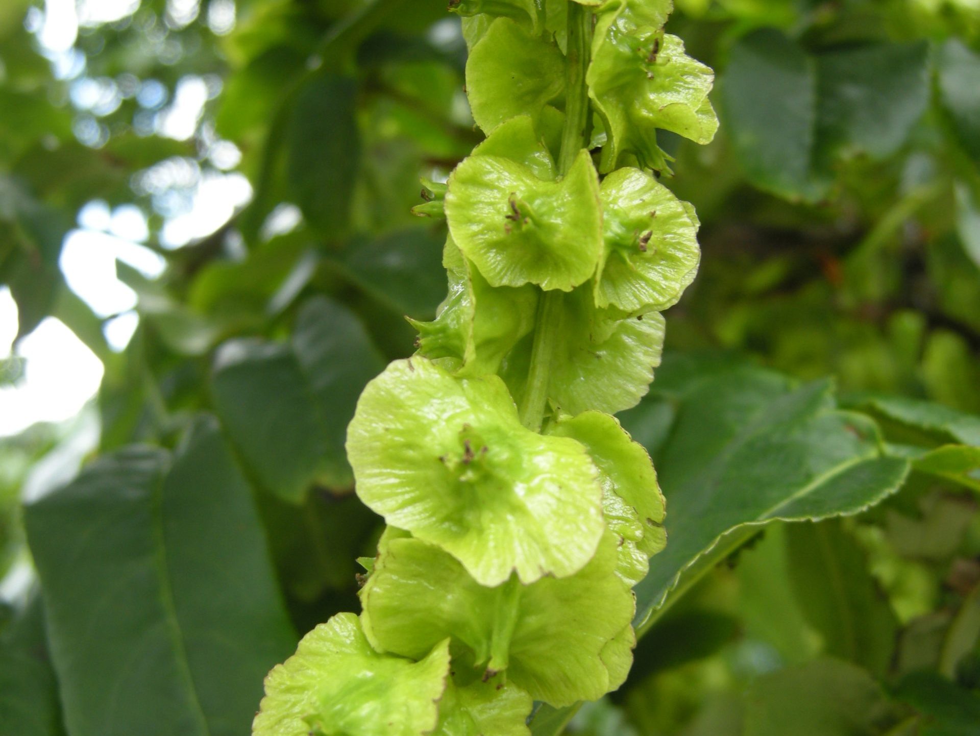 Botanique à Boca plantes