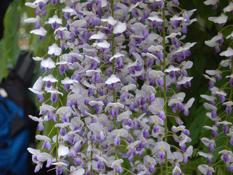 Glycine à Boca plantes