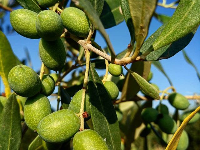 OLEA europa ‘Leccio del Corno"
