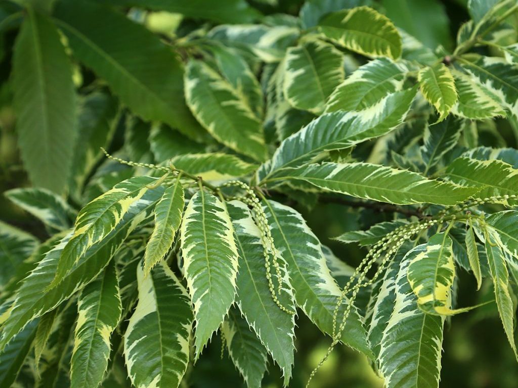 Castanea sativa "Variegata"