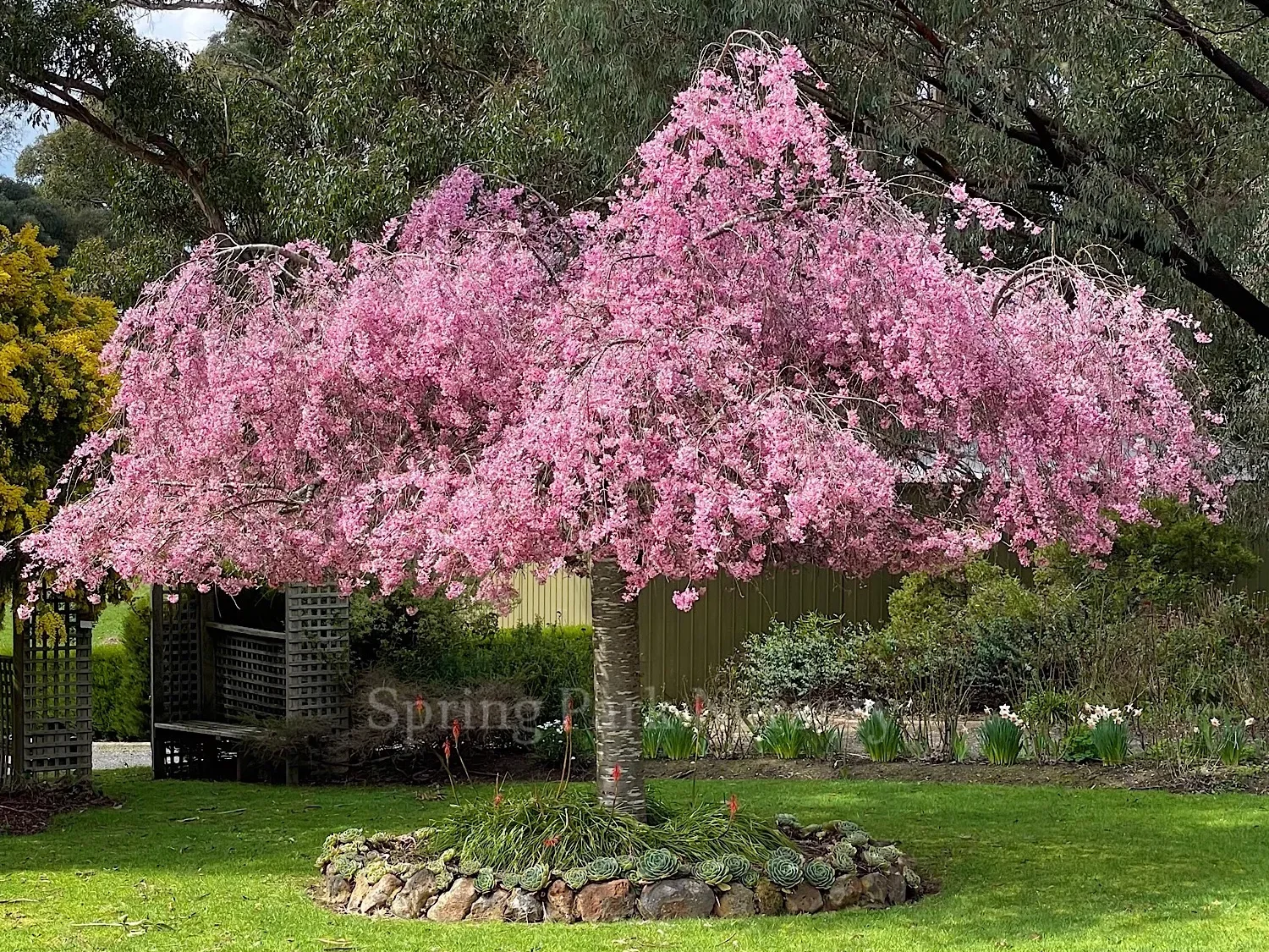 Prunus subhirtella "Pendula Rubra"