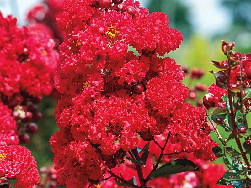 Lagerstroemia indica "Red Magic"