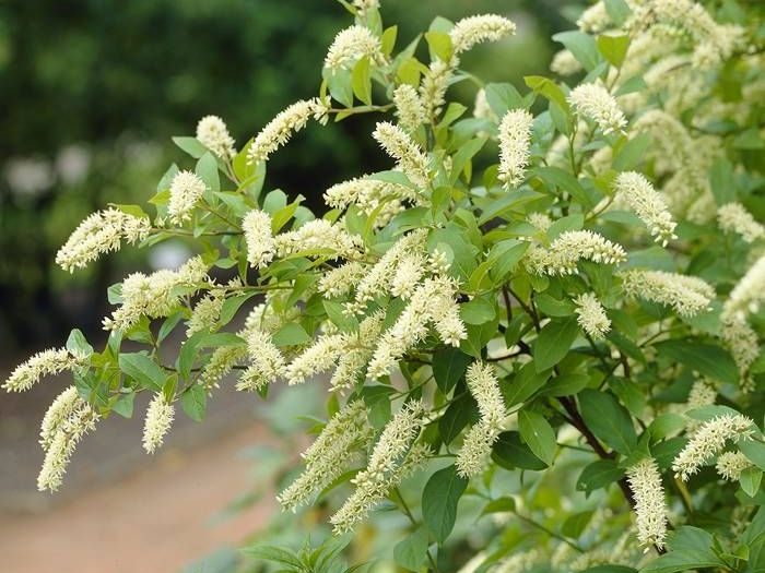 Itea virginica "Henry's Garnet"