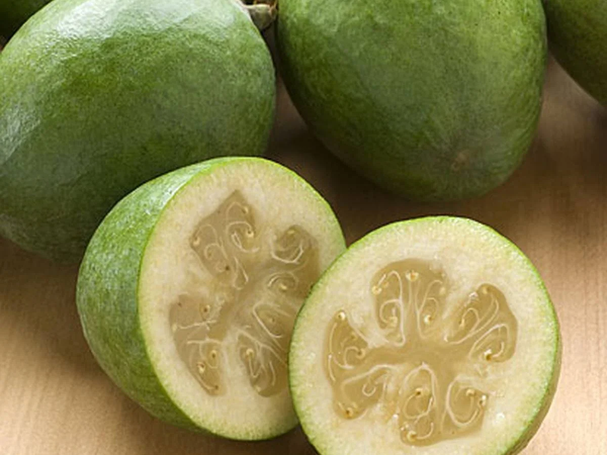 Feijoa sellowiana "Den's Choice"