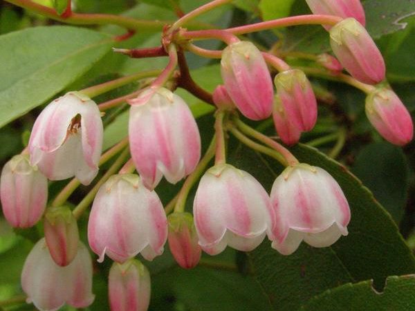 Zenobia pulverulenta "Raspberry Ripple"