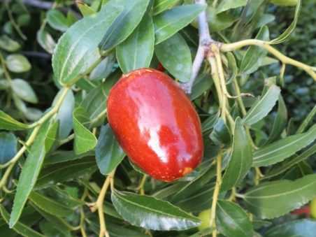 Ziziphus jujuba " Lang"