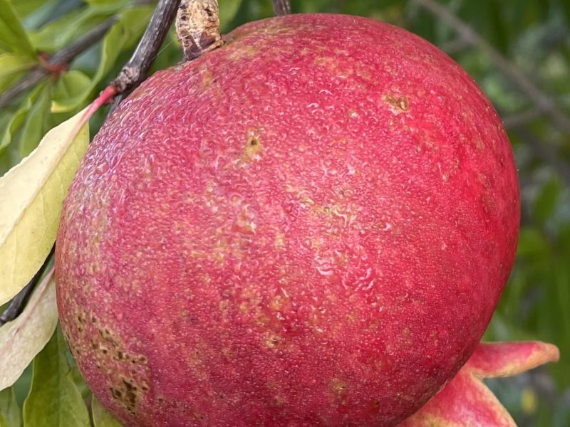 Punica granatum "Cirali"