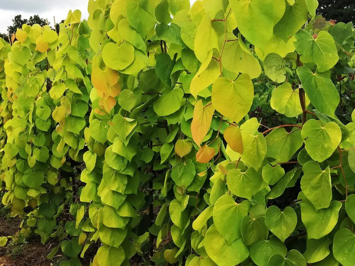 Cercis canadensis "Golden Falls"