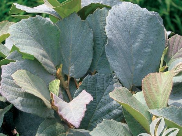 Fothergilla major "Blue Shadow"