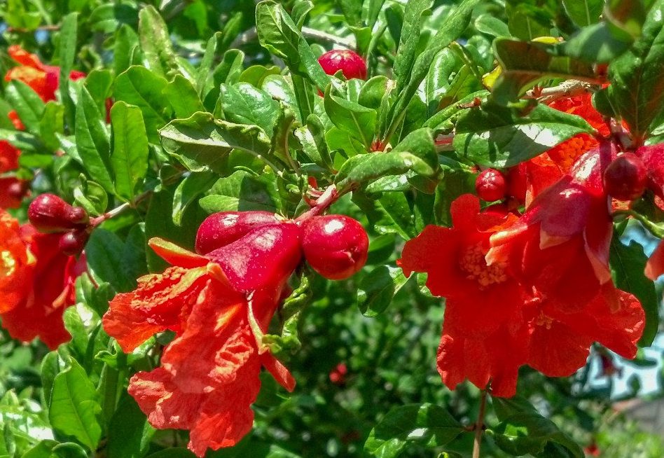 Punica granatum "Wonderful"