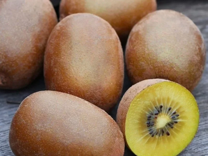 Actinidia doleki "femelle"