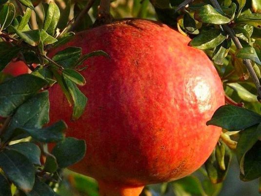 Punica granatum "Lyubimy"