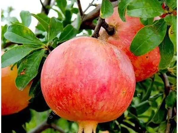 Punica granatum "Mollar de Elche"