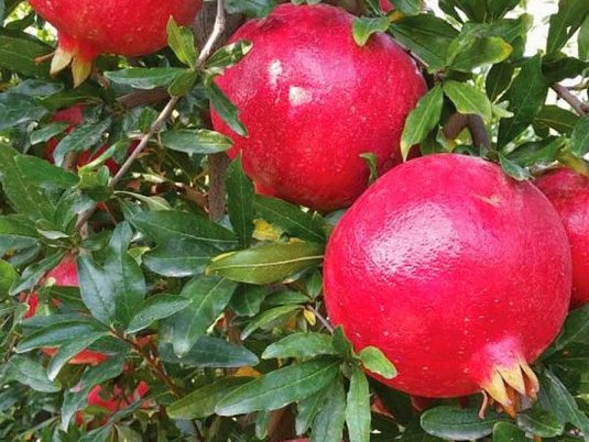 Punica granatum "Parfianka"