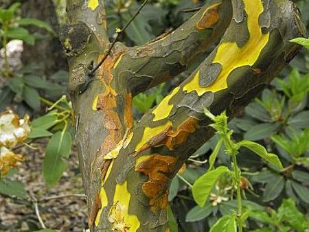 Pseudocydonia sinensis