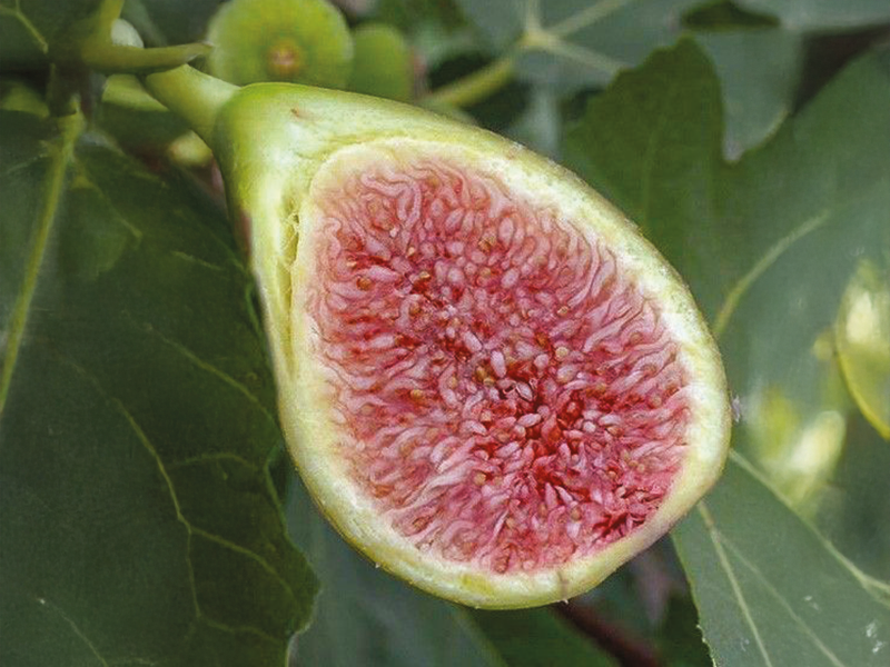 Plantes rares et exceptionnelles