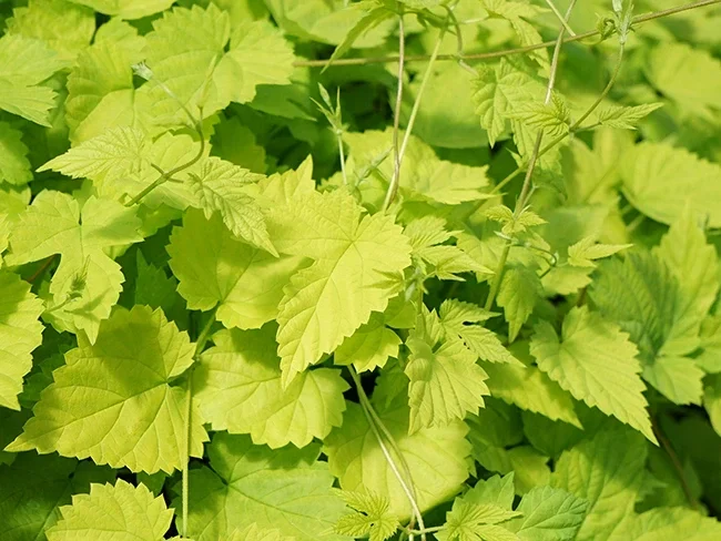 Humulus lupulus "Aureus" = Houblon Doré