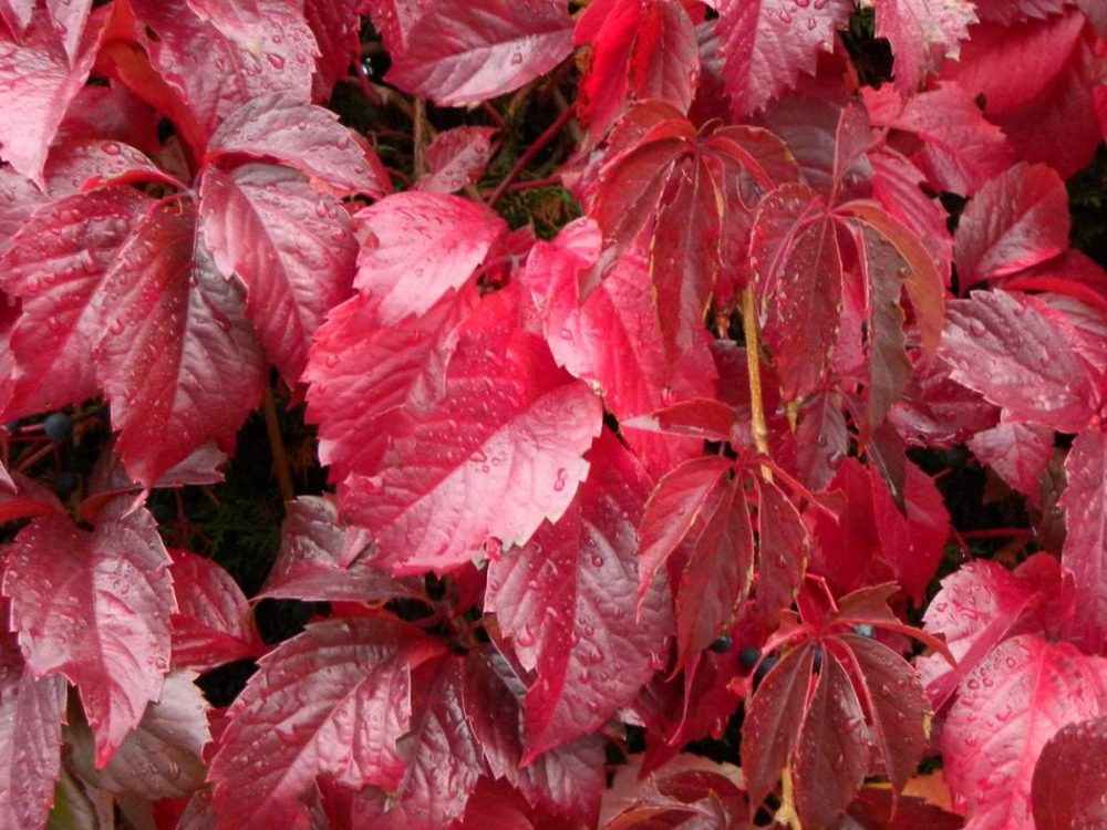 Vigne vierge - Vitis coignetiae