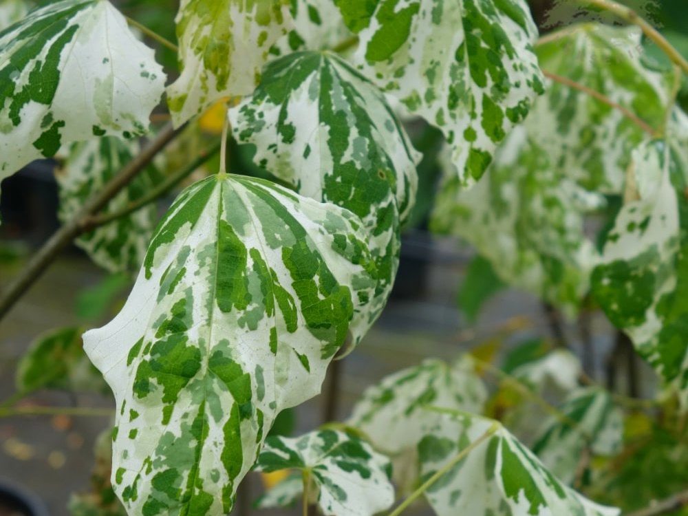 CERCIS canadensis "AlleyCat"