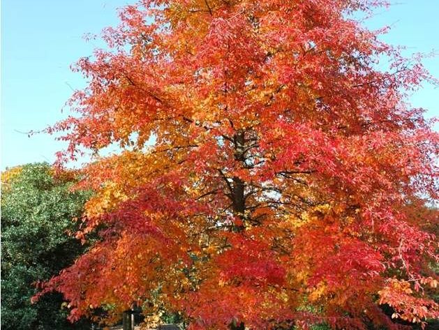 Arbre paysager L'Absie en Deux Sèvre près de Bressuire
