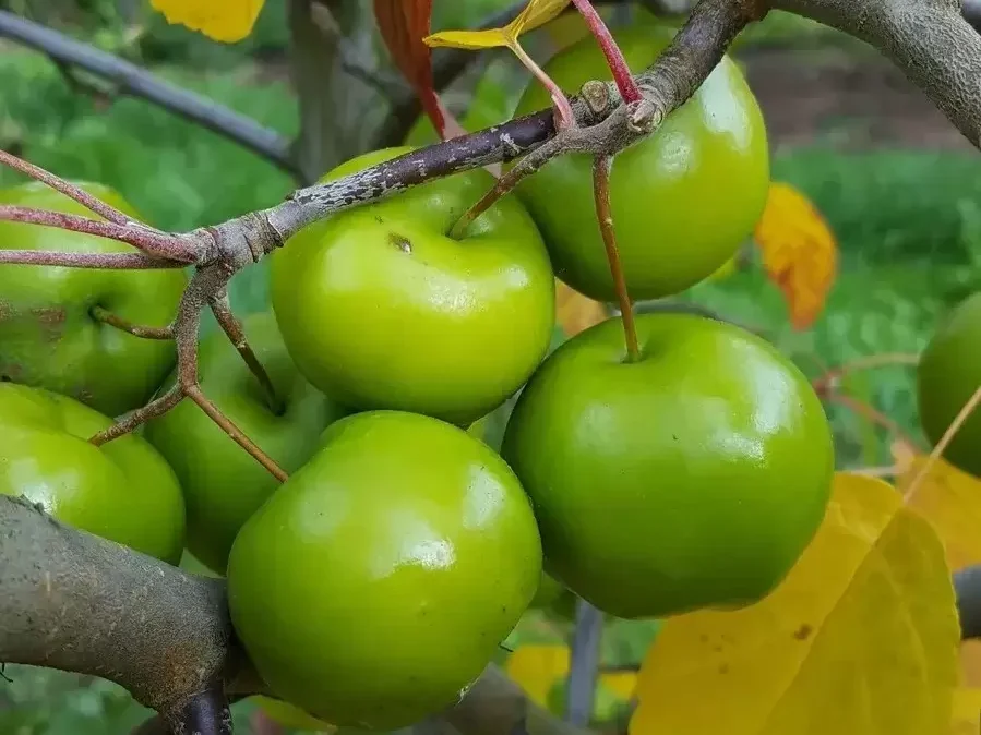 MALUS coronaria "Elk River"