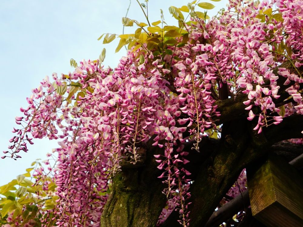 WISTERIA floribunda "Pink Ice"