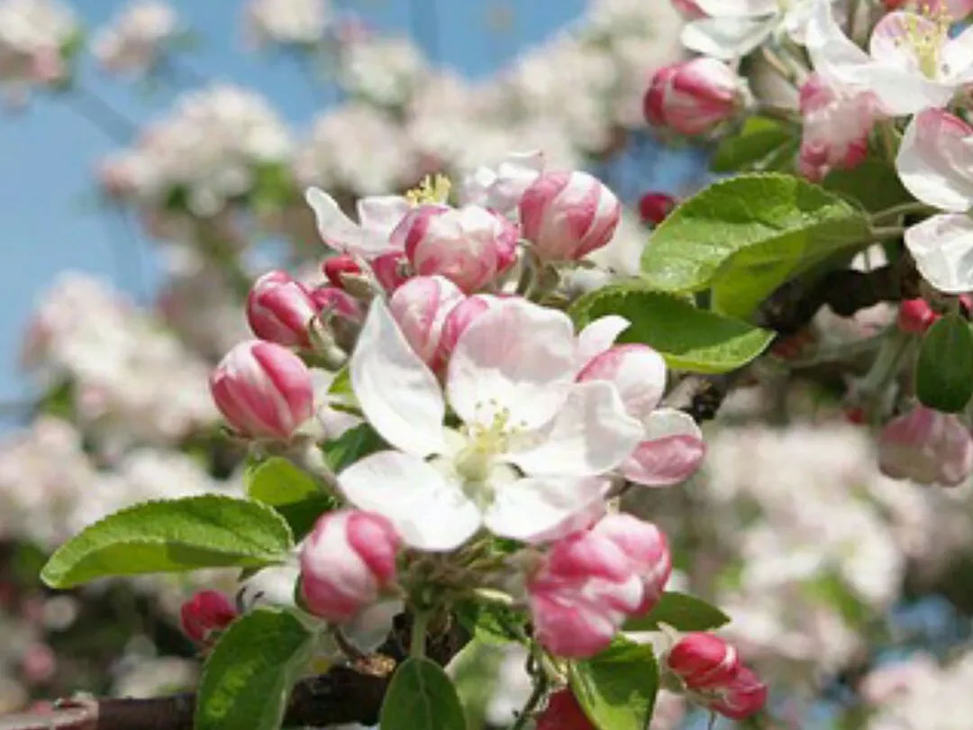 MALUS x sheideckeri "Red Jade"