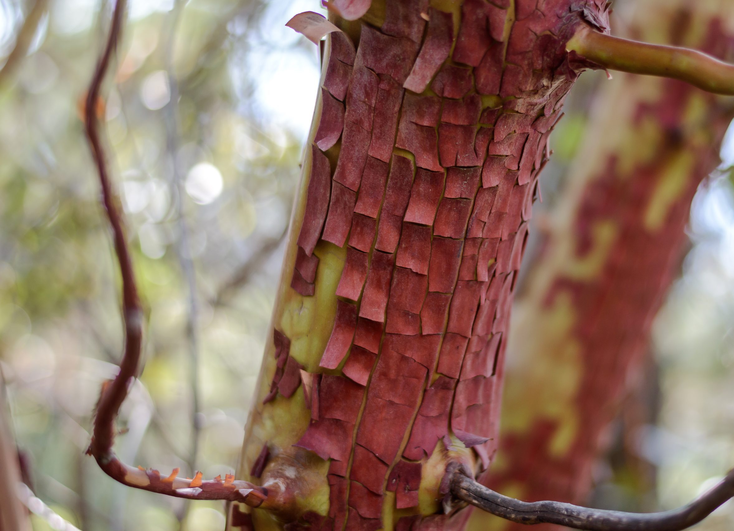 Arbre paysager L'Absie en Deux Sèvre près de Moncoutant sur Sèvre