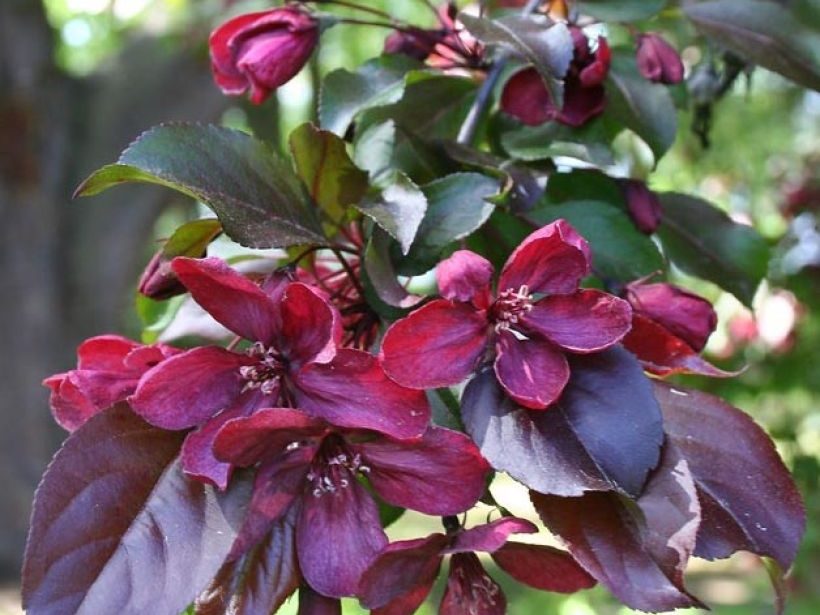 MALUS "Royalty"
