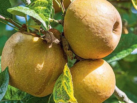 Pommier "Azeroli Anise"